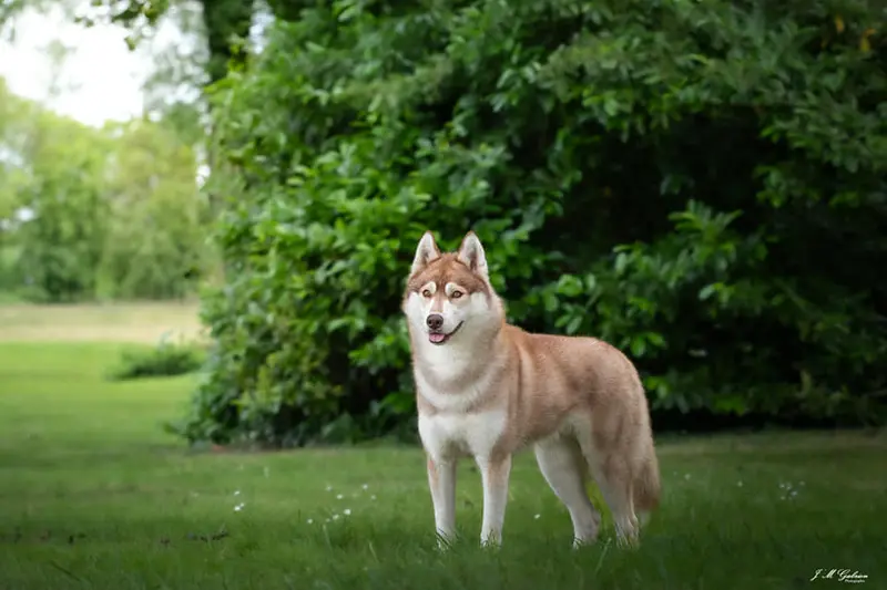 Mère de la portée de Husky sibérien, élevage The Guardians of Winter