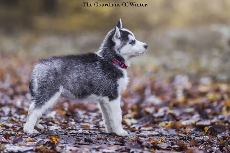 Mère de la portée de Husky sibérien, élevage The Guardians of Winter
