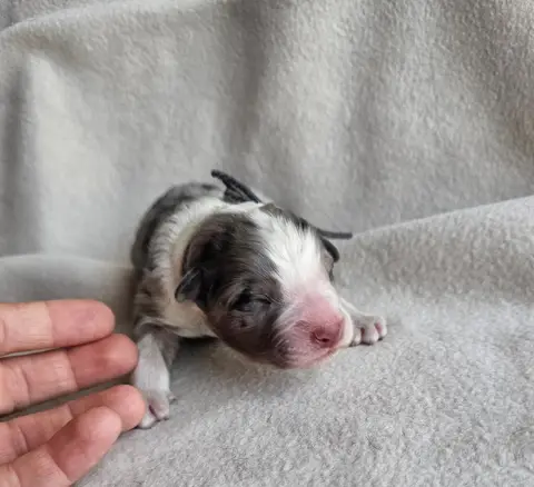Chiot, Berger australien, élevage Des Amours de Claya