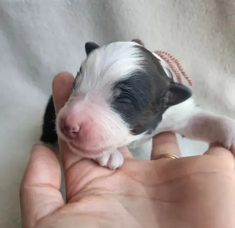 Chiot, Berger australien, élevage Des Amours de Claya