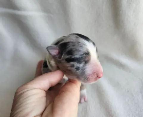 Chiot, Berger australien, élevage Des Amours de Claya