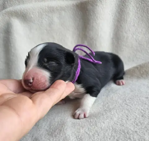 Chiot, Berger australien, élevage Des Amours de Claya