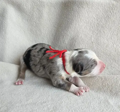 Chiot, Berger australien, élevage Des Amours de Claya
