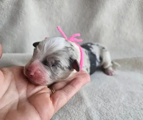 Chiot, Berger australien, élevage Des Amours de Claya