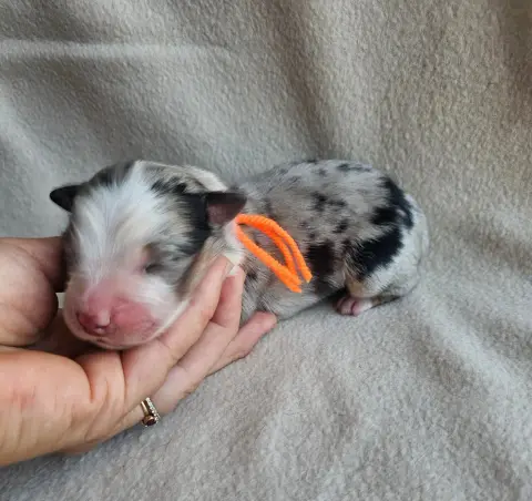 Chiot, Berger australien, élevage Des Amours de Claya