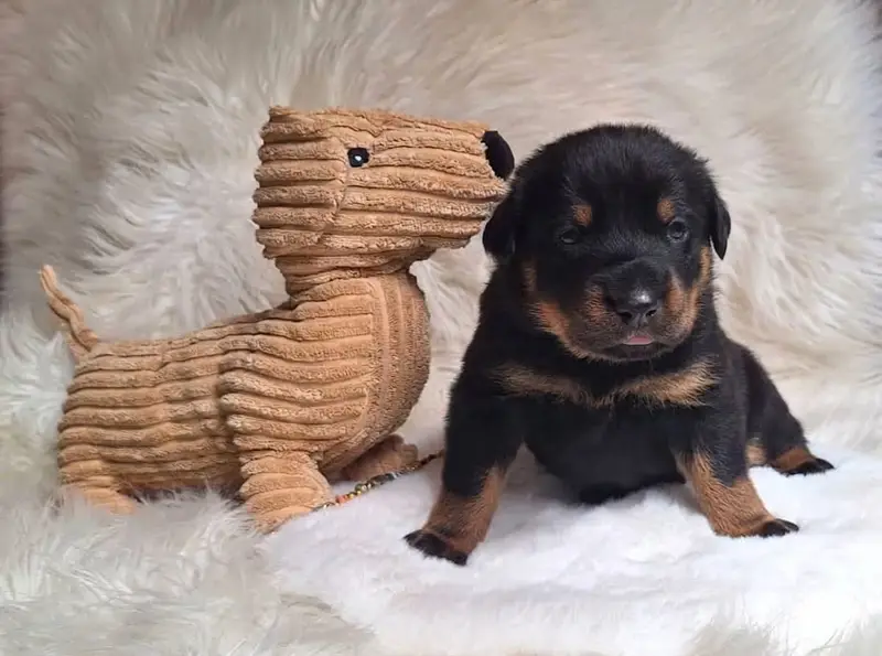 Photo de l'élevage Des Pensees Bergeres