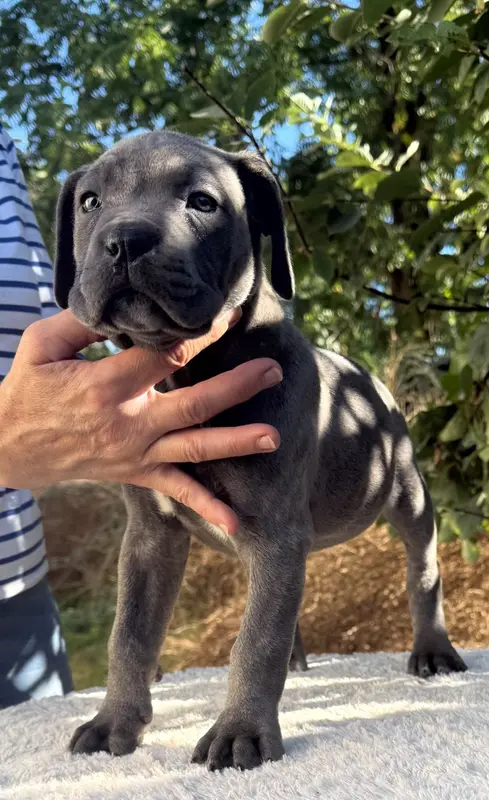 Chiot N°10 femelle grise bringé, Cane corso, élevage Valma's Signature