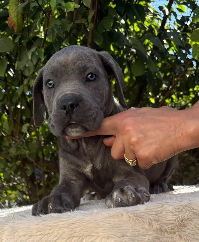 Portée de Cane corso, élevage Valma's Signature