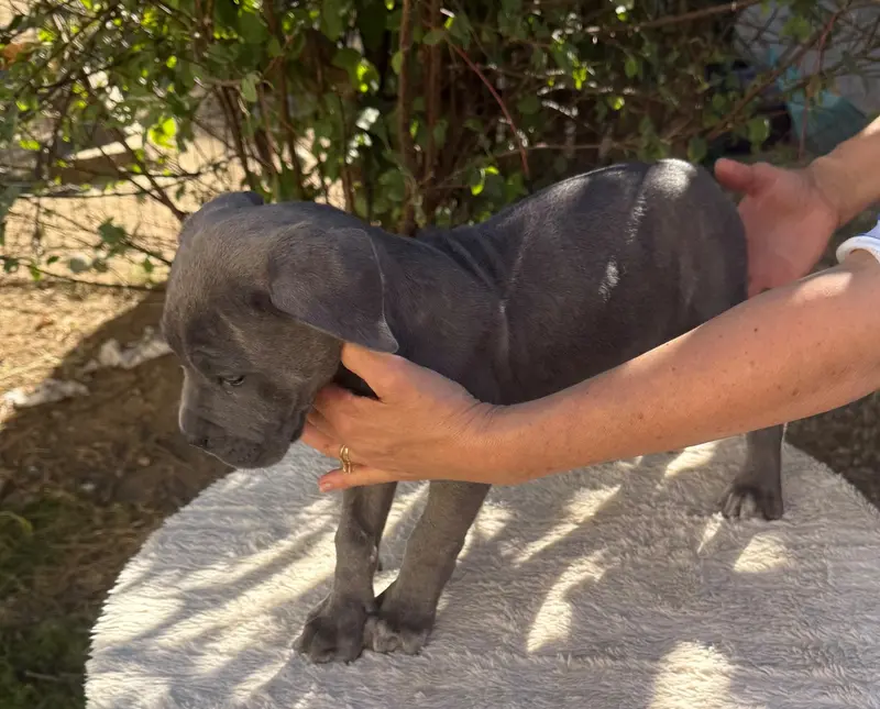 Portée de Cane corso, élevage Valma's Signature