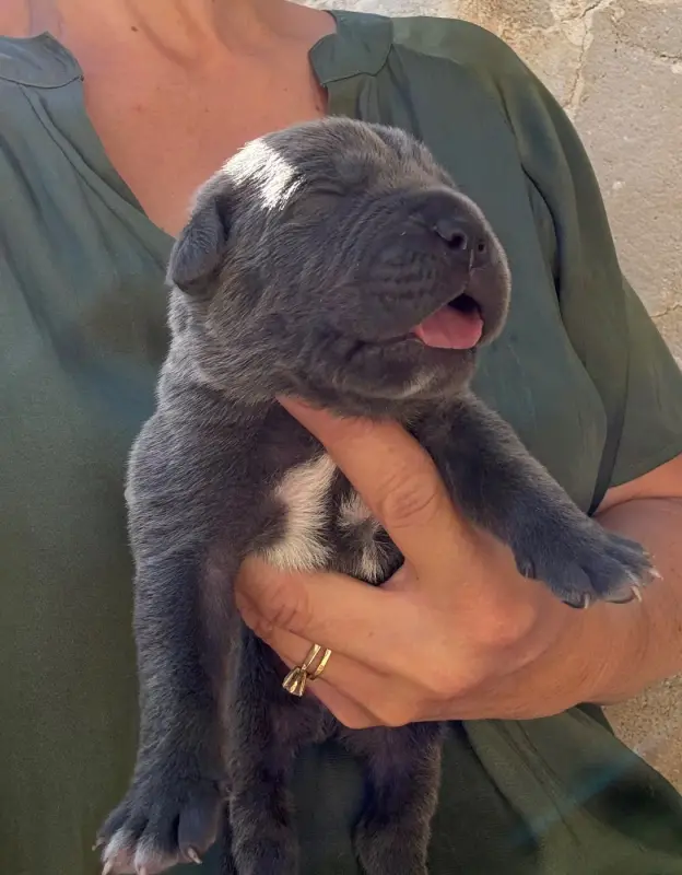 Chiot, Cane corso, élevage Valma's Signature