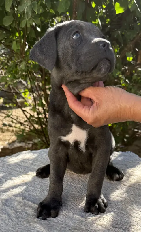 Portée de Cane corso, élevage Valma's Signature