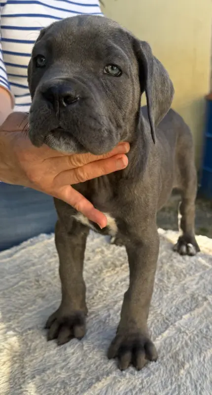 Chiot N°6 femelle légèrement bringé, Cane corso, élevage Valma's Signature