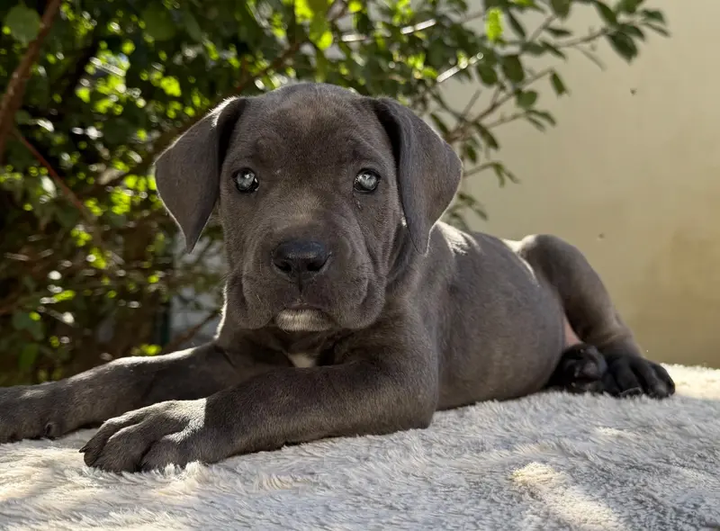Portée de Cane corso, élevage Valma's Signature
