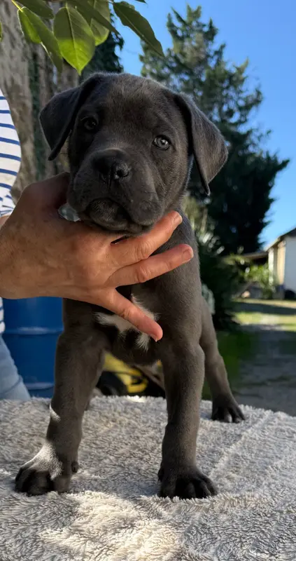 Portée de Cane corso, élevage Valma's Signature