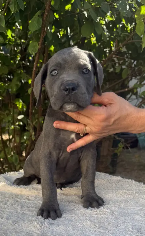 Chiot N°9 femelle grise bringé, Cane corso, élevage Valma's Signature