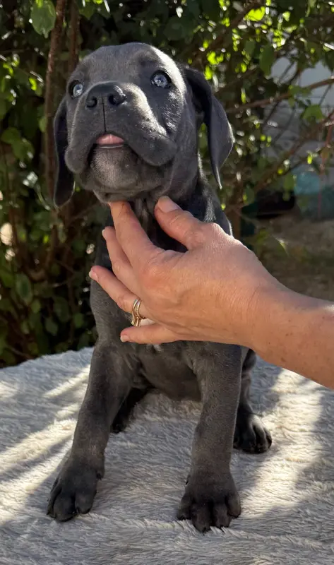 Portée de Cane corso, élevage Valma's Signature