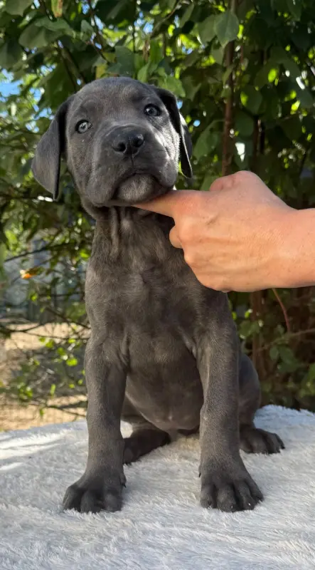 Chiot N°8 femelle grise bringé, Cane corso, élevage Valma's Signature
