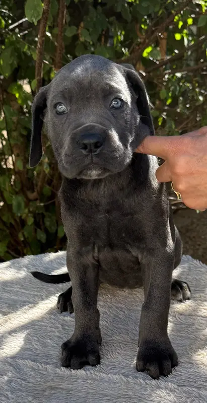 Chiot N°3 femelle grise, Cane corso, élevage Valma's Signature