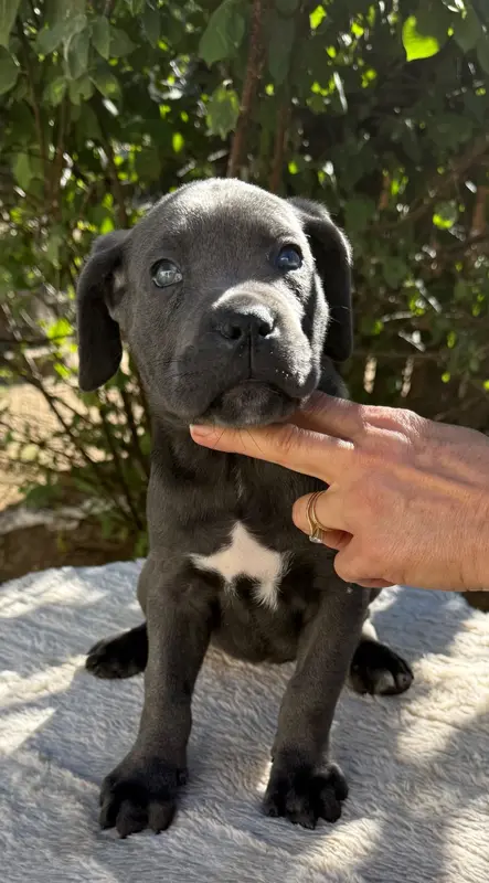 Portée de Cane corso, élevage Valma's Signature