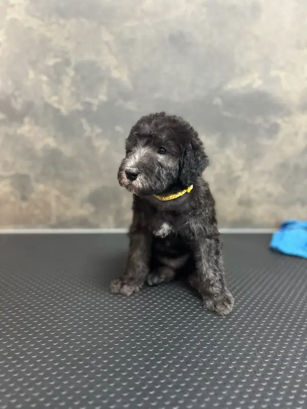 Jaune, Bedlington terrier, élevage Tales of Suspense