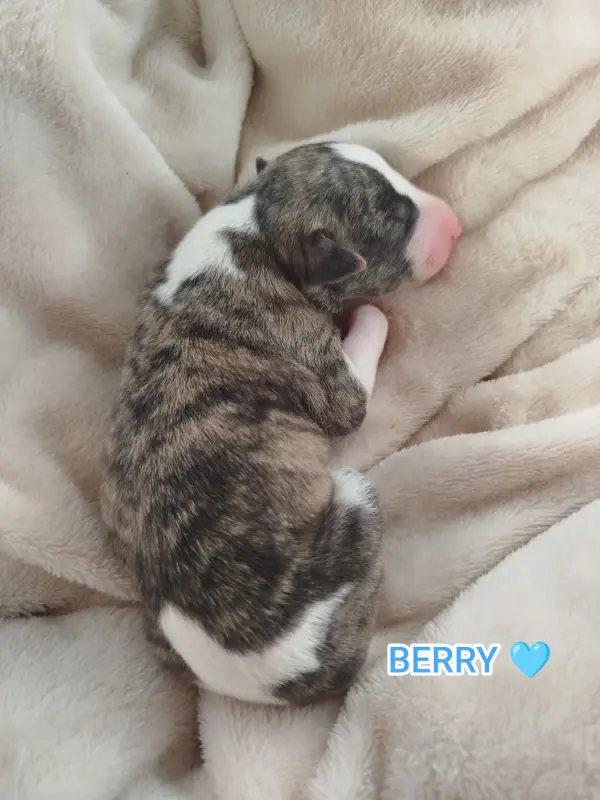 Berry-Loki, Whippet, élevage De la Fontaine Mary-Rose