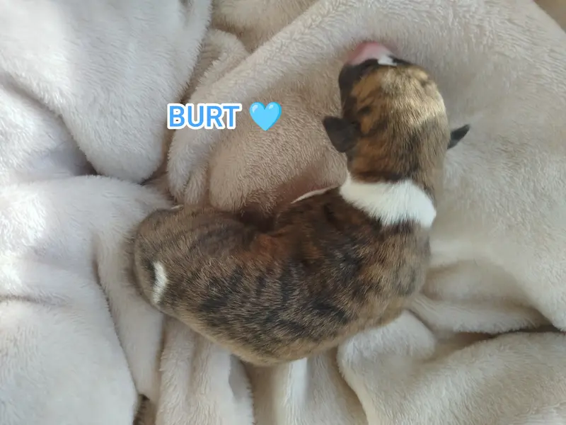 Burt, Whippet, élevage De la Fontaine Mary-Rose