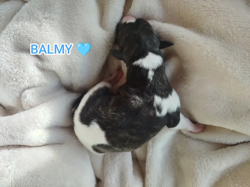 Balmy, Whippet, élevage De la Fontaine Mary-Rose