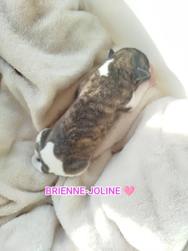 Brienne-Joline, Whippet, élevage De la Fontaine Mary-Rose