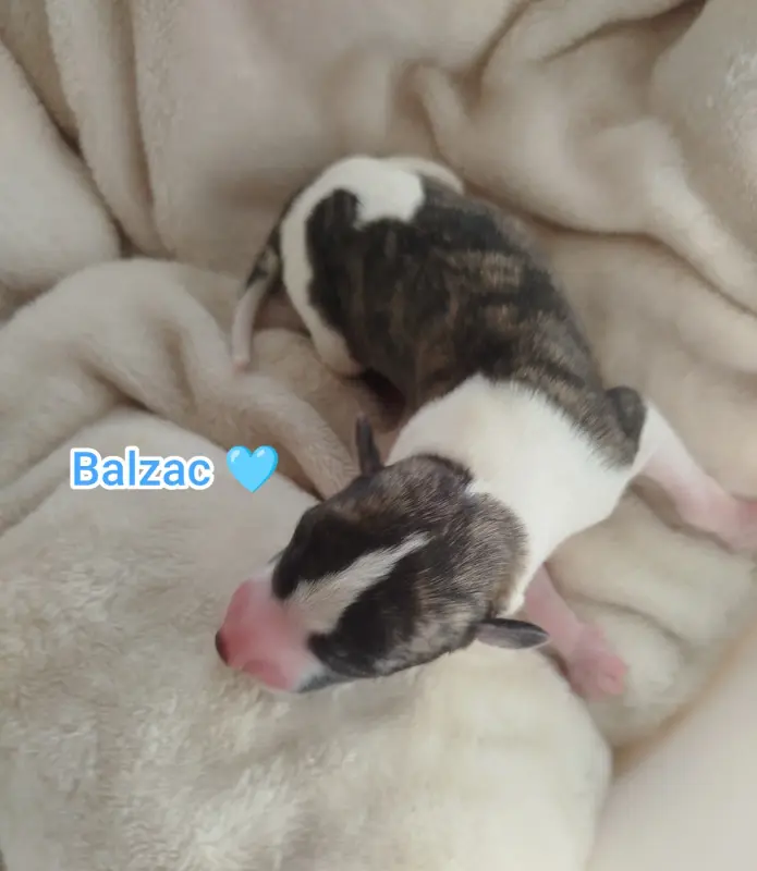 Balzac, Whippet, élevage De la Fontaine Mary-Rose