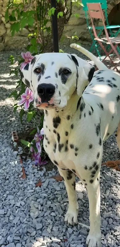 Mère de la portée de Dalmatien, élevage Du Royaume Alpin