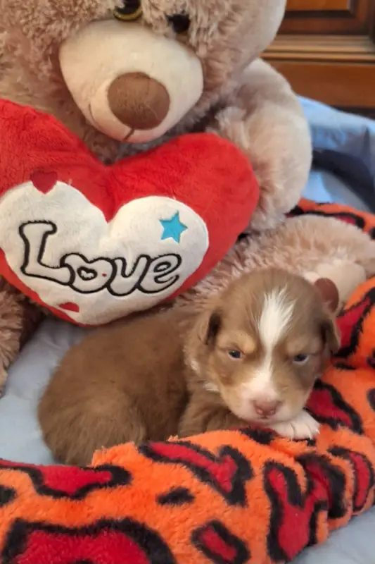 Chiot, Berger australien, élevage Des Mazellieres