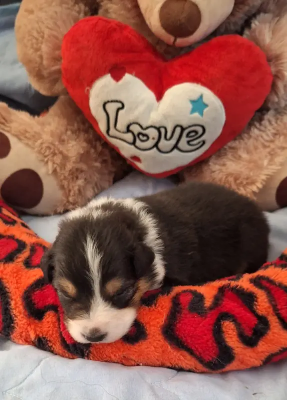 Chiot, Berger australien, élevage Des Mazellieres
