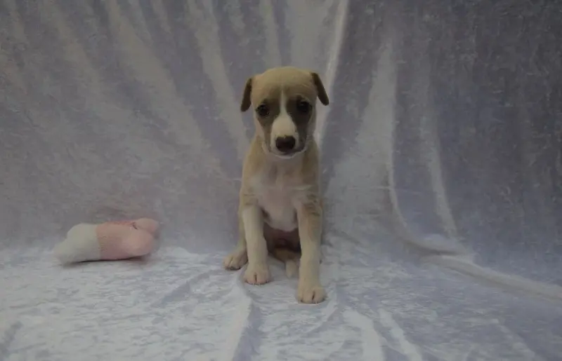 Chiot, Whippet, élevage Du Jardin Secret d'Elixir