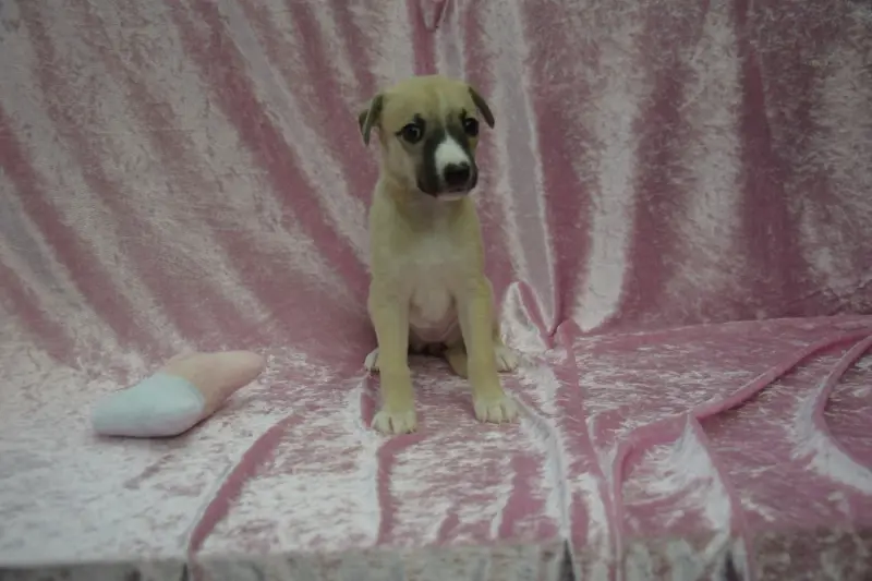Chiot, Whippet, élevage Du Jardin Secret d'Elixir