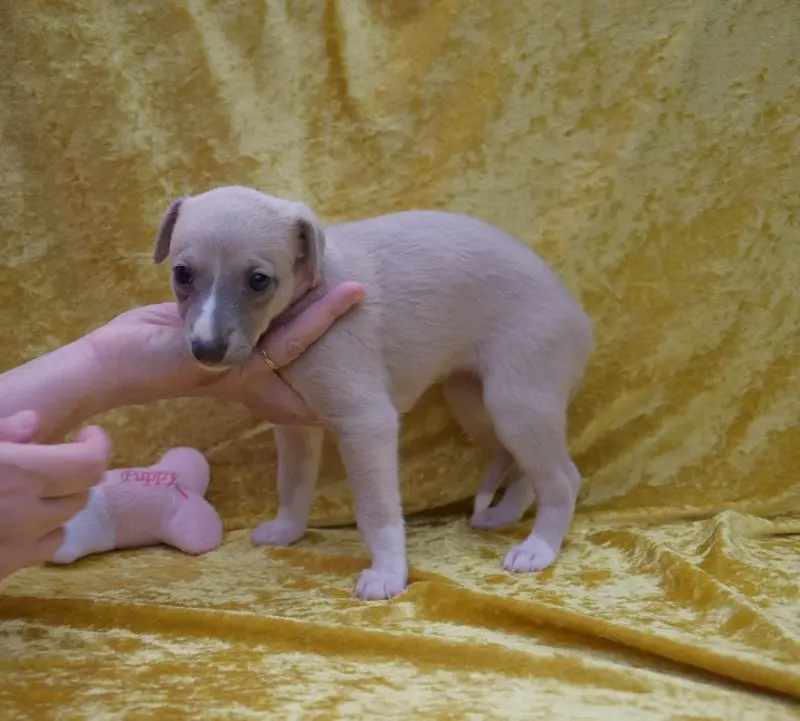 Portée de Whippet, élevage Du Jardin Secret d'Elixir