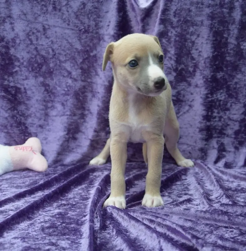 Chiot, Whippet, élevage Du Jardin Secret d'Elixir