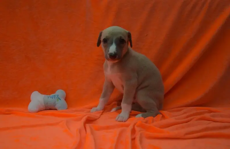 Chiot, Whippet, élevage Du Jardin Secret d'Elixir