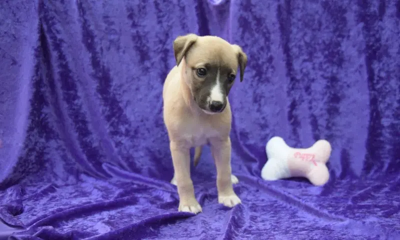 Chiot, Whippet, élevage Du Jardin Secret d'Elixir