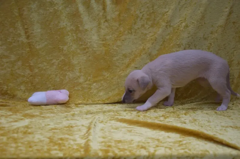 Portée de Whippet, élevage Du Jardin Secret d'Elixir
