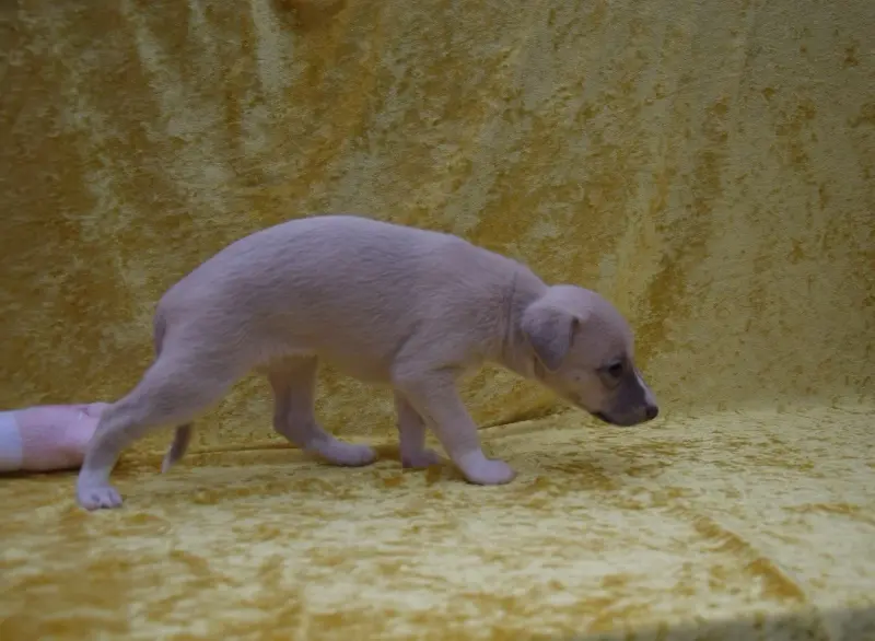 Portée de Whippet, élevage Du Jardin Secret d'Elixir