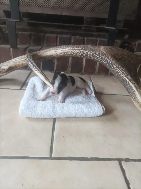Portée de Fox terrier poil dur, élevage Du Clos Lemoine
