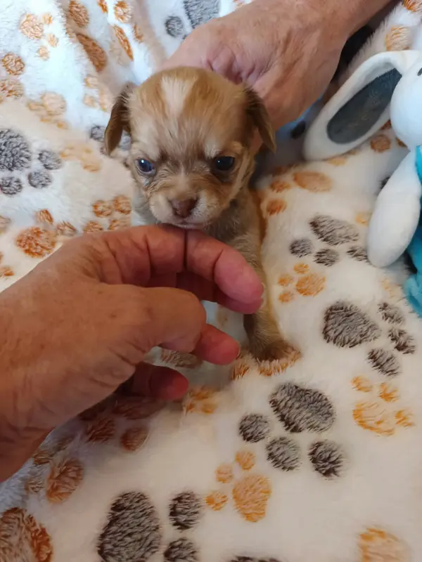 Portée de Chihuahua, élevage Des Punchy Diamonds