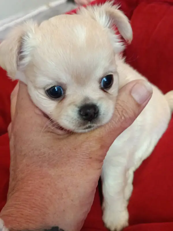 Bella White Des Punchy Diamonds, Chihuahua, élevage Des Punchy Diamonds