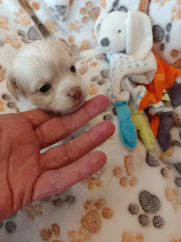 Portée de Chihuahua, élevage Des Punchy Diamonds