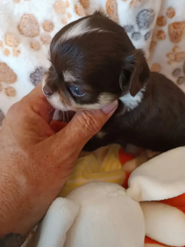 Bimbo Des Punchy Diamonds, Chihuahua, élevage Des Punchy Diamonds