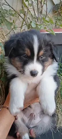 Portée de Berger australien, élevage De Sweet Australian
