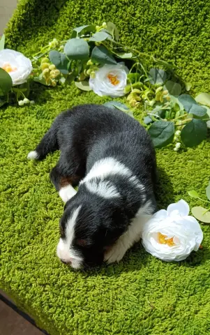 Photo de l'élevage De Sweet Australian
