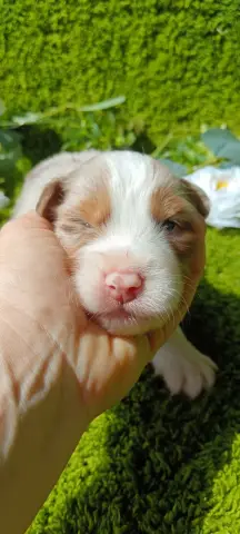 Buck, Berger australien, élevage De Sweet Australian