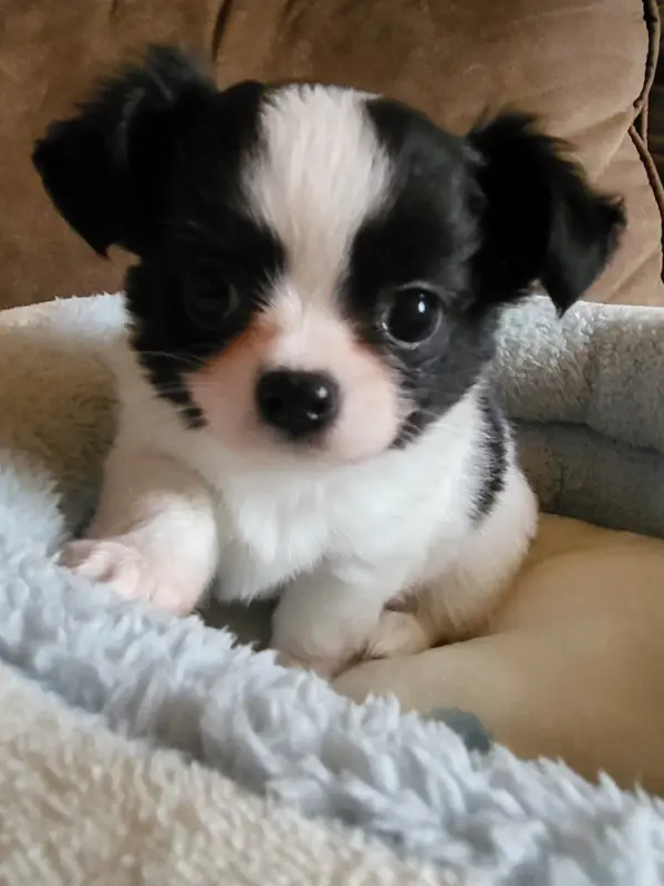 Bailey, Chihuahua, élevage Du Chene Brise