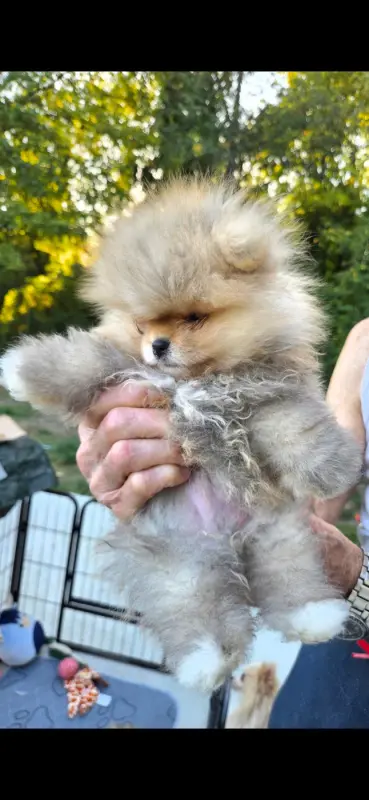 Bijou, Spitz allemand, élevage Of Precious Moonlight